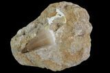 Mosasaur (Prognathodon) Tooth In Rock #96185-1